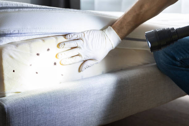 Best Local Pest Control Services  in Elberton, GA