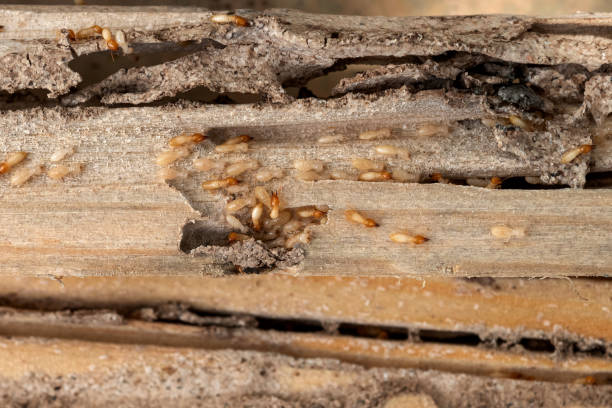 Best Best Pest Control Companies  in Elberton, GA